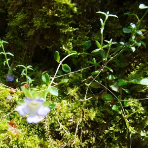 Photographie n°2775890 du taxon Chaenorhinum origanifolium (L.) Kostel. [1844]