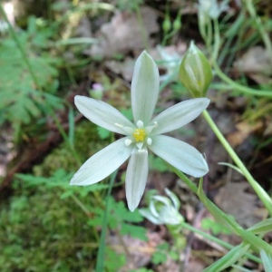 Photographie n°2775894 du taxon Ornithogalum orthophyllum Ten. [1831]