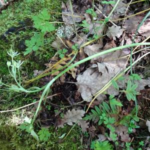 Photographie n°2775895 du taxon Ornithogalum orthophyllum Ten. [1831]