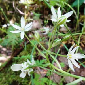 Photographie n°2775897 du taxon Ornithogalum orthophyllum Ten. [1831]