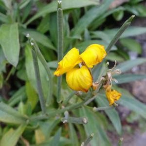 Photographie n°2775918 du taxon Erysimum cheiri (L.) Crantz [1769]