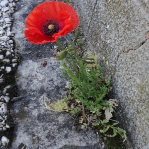 Photographie n°2775929 du taxon Papaver rhoeas L. [1753]