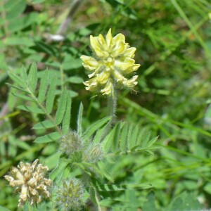 Photographie n°2776323 du taxon Oxytropis pilosa (L.) DC. [1802]