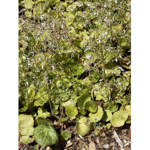 Rupifraga sarmentosa (L.f.) Raf. (Saxifrage stolonifère)