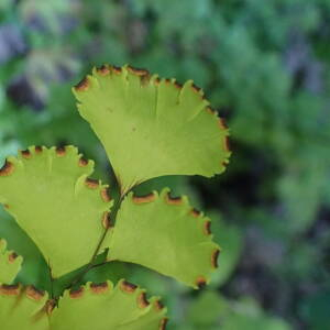 Photographie n°2778306 du taxon Adiantum capillus-veneris L.