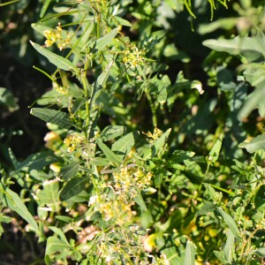 Photographie n°2778357 du taxon Sisymbrium irio L. [1753]