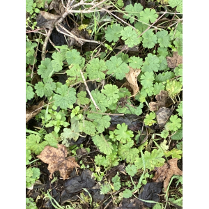 Geranium sibiricum L. (Géranium de Sibérie)