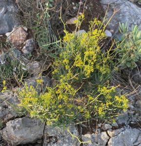 MichelM, le  5 octobre 2023 (Dénia)