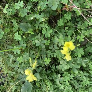 Photographie n°2788856 du taxon Oxalis pes-caprae L. [1753]