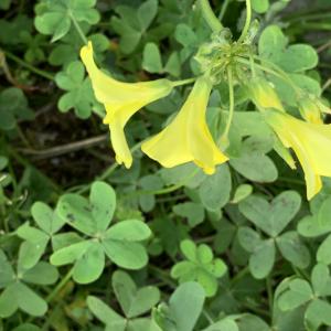 Photographie n°2788858 du taxon Oxalis pes-caprae L. [1753]