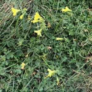 Photographie n°2788859 du taxon Oxalis pes-caprae L. [1753]