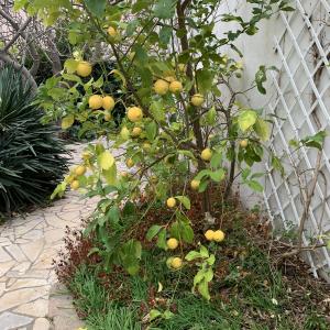 Photographie n°2788860 du taxon Citrus limon (L.) Burm.f. [1768]