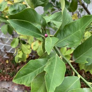 Photographie n°2788862 du taxon Citrus limon (L.) Burm.f. [1768]