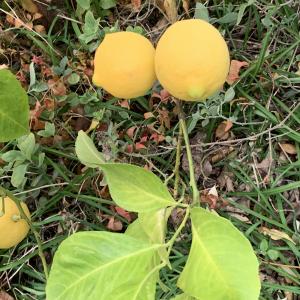 Photographie n°2788868 du taxon Citrus limon (L.) Burm.f. [1768]