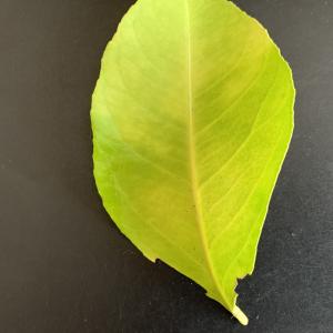 Photographie n°2788869 du taxon Citrus limon (L.) Burm.f. [1768]