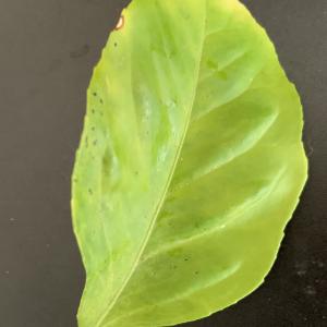Photographie n°2788871 du taxon Citrus limon (L.) Burm.f. [1768]