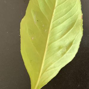 Photographie n°2788872 du taxon Citrus limon (L.) Burm.f. [1768]