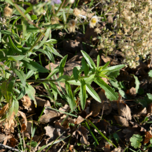 Photographie n°2791458 du taxon Erigeron annuus (L.) Desf.