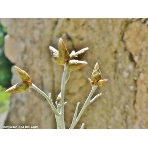 Phagnalon rupestre subsp. annoticum (Jord. ex Burnat) Pignatti (Phagnalon d'Annot)