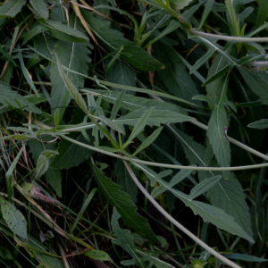 Photographie n°2791468 du taxon Knautia arvensis (L.) Coult.