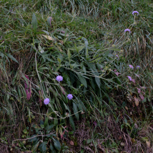 Photographie n°2791473 du taxon Knautia arvensis (L.) Coult.