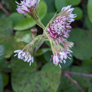 Photographie n°2791927 du taxon Petasites pyrenaicus (L.) G.López