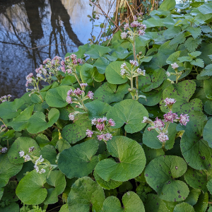 Photographie n°2791928 du taxon Petasites pyrenaicus (L.) G.López