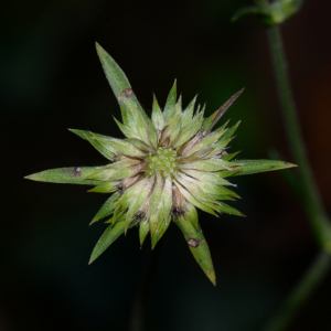 Photographie n°2793177 du taxon Succisa pratensis Moench