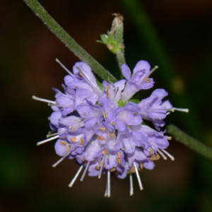 Photographie n°2793180 du taxon Succisa pratensis Moench