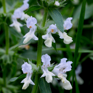 Photographie n°2793378 du taxon Stachys recta L. [1767]