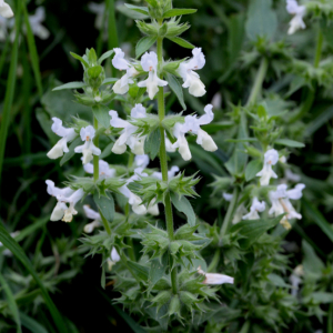 Photographie n°2793379 du taxon Stachys recta L. [1767]