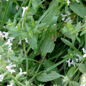 Photographie n°2793380 du taxon Stachys recta L. [1767]