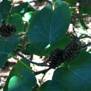 Photographie n°2793387 du taxon Alnus cordata (Loisel.) Duby [1828]