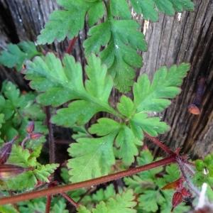 Photographie n°2793389 du taxon Geranium robertianum L. [1753]