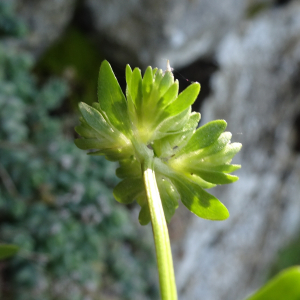 Photographie n°2793402 du taxon Valeriana locusta L. [1753]