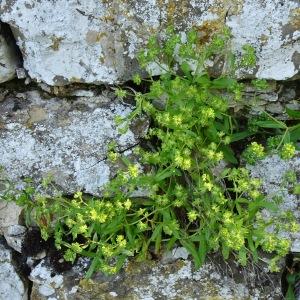 Photographie n°2793406 du taxon Valeriana locusta L. [1753]