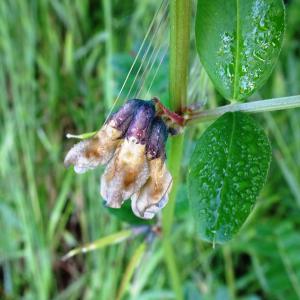 Photographie n°2793550 du taxon Vicia sepium L. [1753]