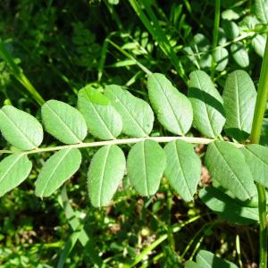 Photographie n°2793809 du taxon Vicia sepium L. [1753]