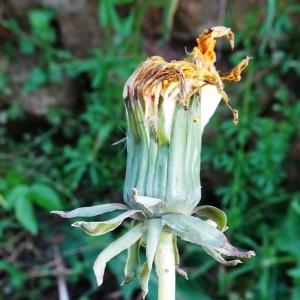 Photographie n°2793813 du taxon Taraxacum officinale F.H.Wigg. [1780]