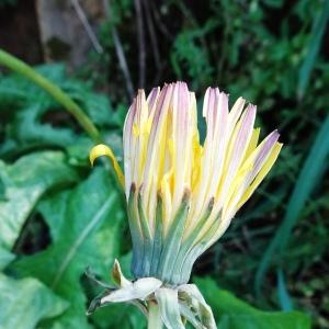 Photographie n°2793815 du taxon Taraxacum officinale F.H.Wigg. [1780]