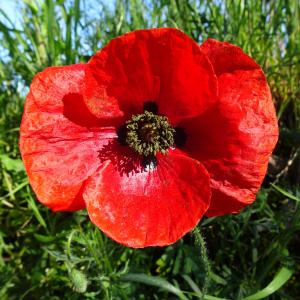 Photographie n°2793822 du taxon Papaver rhoeas L. [1753]