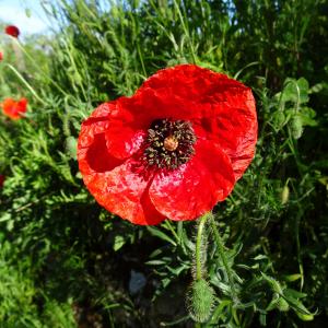 Photographie n°2793823 du taxon Papaver rhoeas L. [1753]