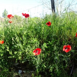 Photographie n°2793825 du taxon Papaver rhoeas L. [1753]