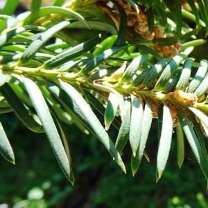 Photographie n°2793838 du taxon Taxus baccata L. [1753]