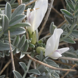 Photographie n°2793929 du taxon Astragalus tragacantha L.