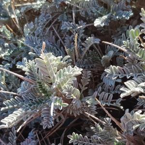 Photographie n°2793935 du taxon Astragalus tragacantha L. [1753]