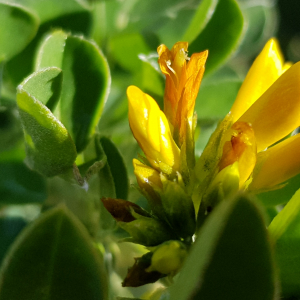 Photographie n°2793946 du taxon Medicago arborea L.