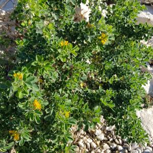 Photographie n°2793950 du taxon Medicago arborea L.