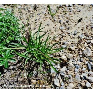 Plantago atrata Hoppe subsp. atrata (Plantain noirâtre)