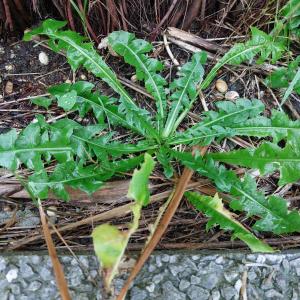 Photographie n°2794615 du taxon Taraxacum div. Sp.